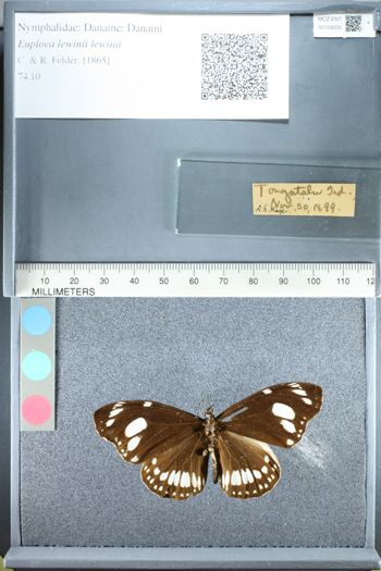 Media type: image;   Entomology 159335